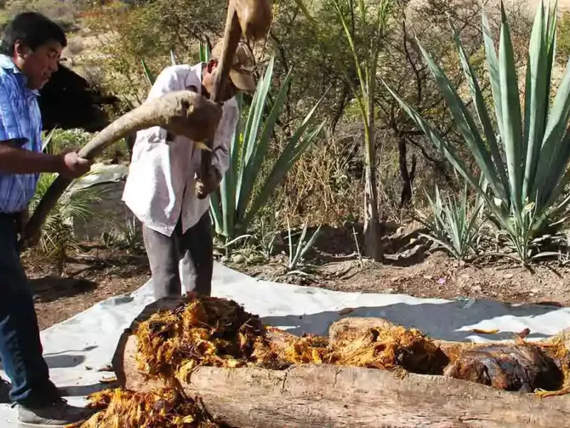 Productores de mezcal de Puebla plantan agave endémico para evitar sobreproducción 
