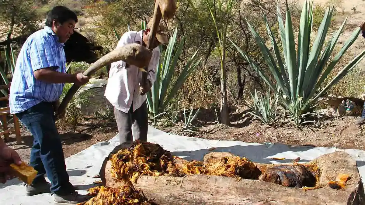 Productores de mezcal de Puebla plantan agave endémico para evitar sobreproducción