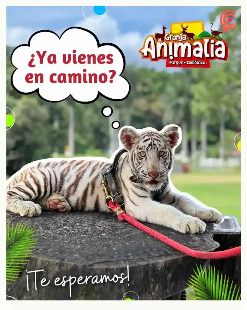 Granja Animalia de Puebla celebra la llegada de cinco cachorros de tigre de bengala