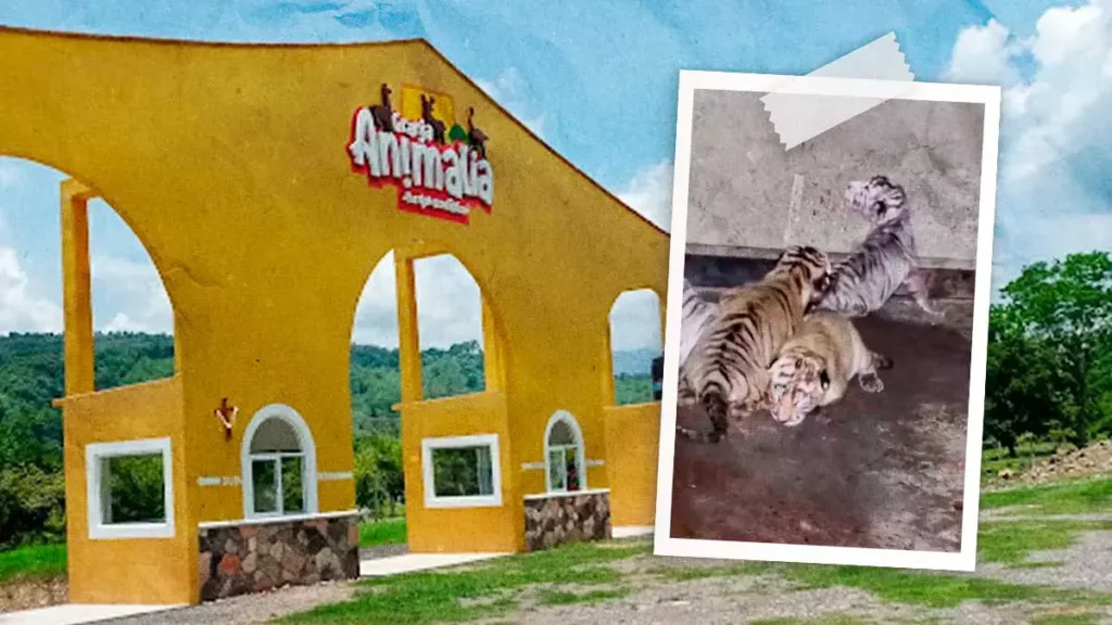 Granja Animalia de Puebla celebra la llegada de cinco cachorros de tigre de bengala