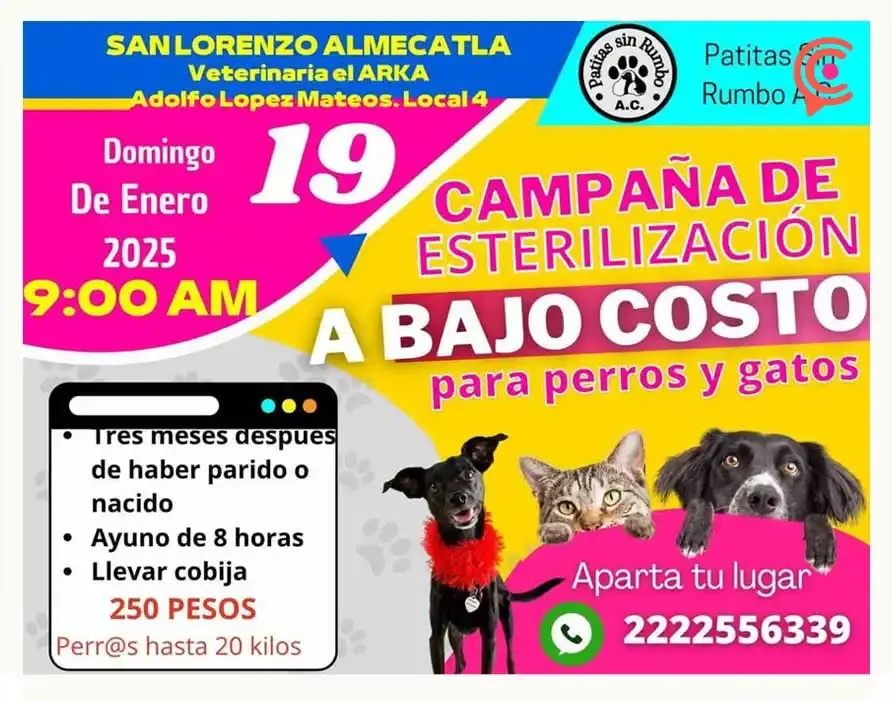 Fundación “Patitas sin Rumbo” organiza Feria de Adopción de enero 2025 en Cholula