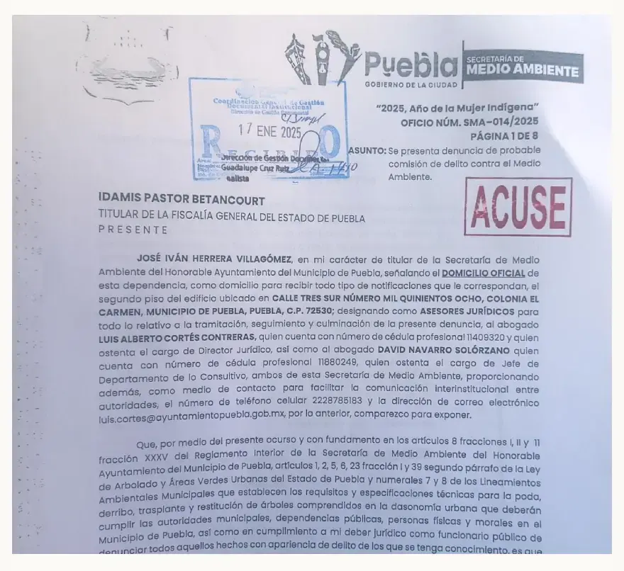 Ayuntamiento de Puebla denunció ante la Fiscalía el derribo de palmera en Las Animas
