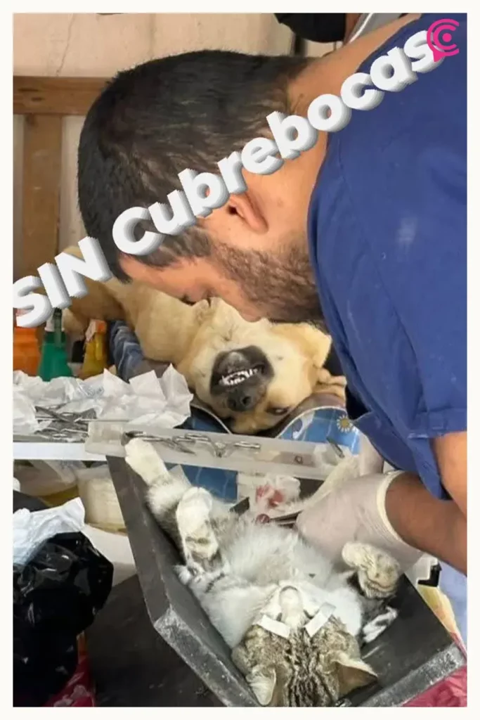 Denuncian al director de Bienestar Animal Tehuacán por malas prácticas; mascotas esterilizadas fallecen tras procedimiento