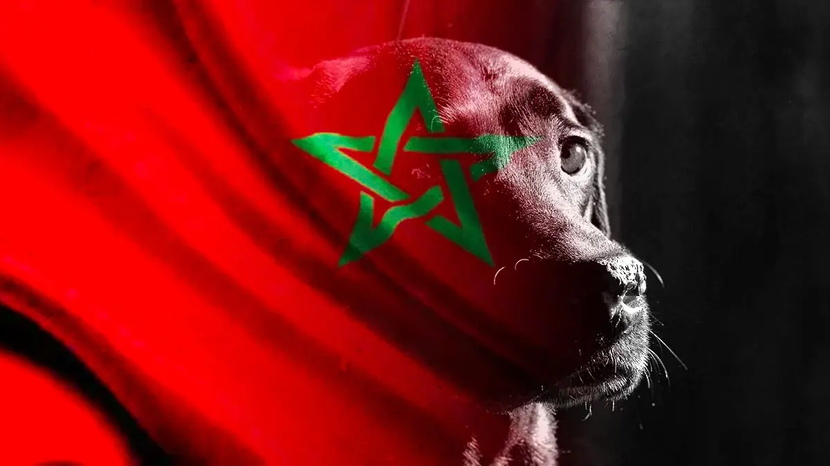 Marruecos sacrificaría a tres millones de perros en situación de calle previo al Mundial 2030