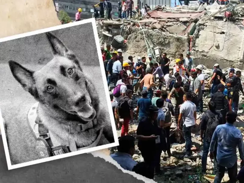 Murió ‘Rex’, perro rescatista que ayudó a encontrar personas en el 19-S
