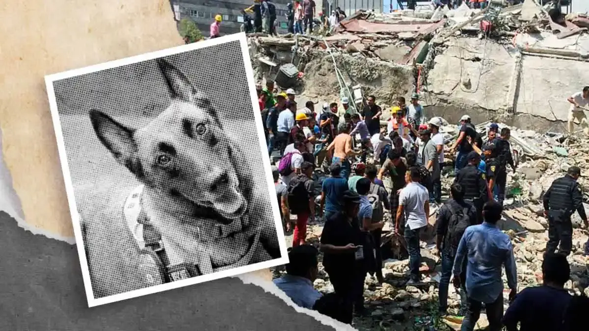 Murió ‘Rex’, perro rescatista que ayudó a encontrar personas en el 19-S