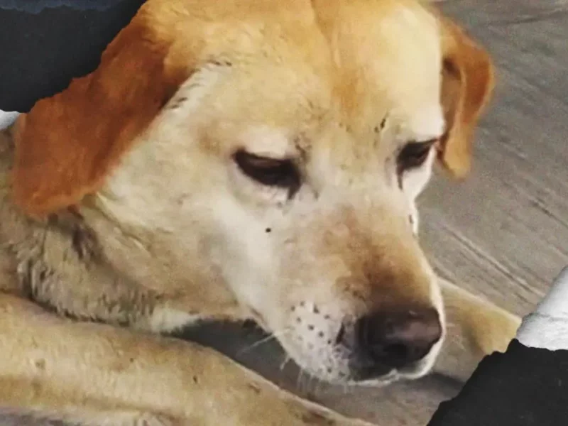 Machetean a “Gordita” en el mercado de Cuautlancingo; locatarios exigen justicia para la perrita comunitaria