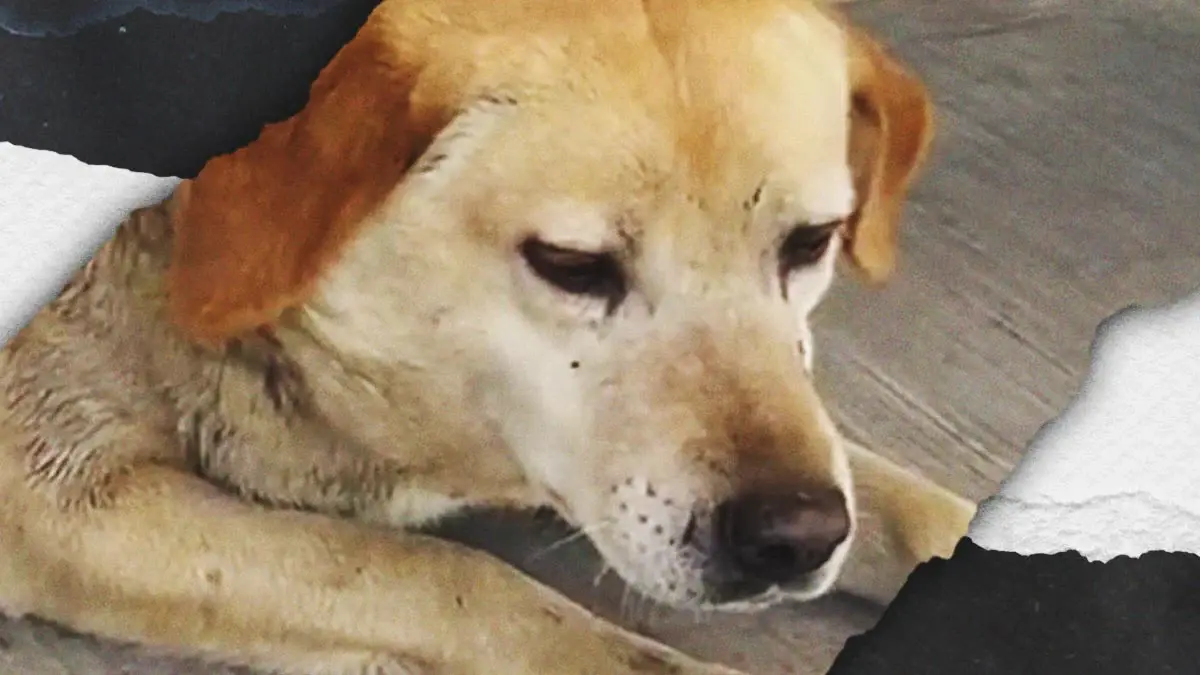 Machetean a “Gordita” en el mercado de Cuautlancingo; locatarios exigen justicia para la perrita comunitaria