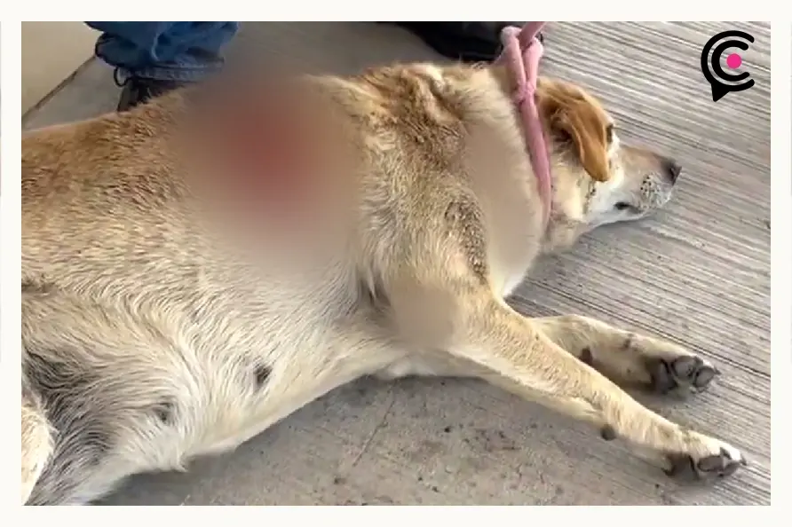 Machetean a “Gordita” en el mercado de Cuautlancingo; locatarios exigen justicia para la perrita comunitaria