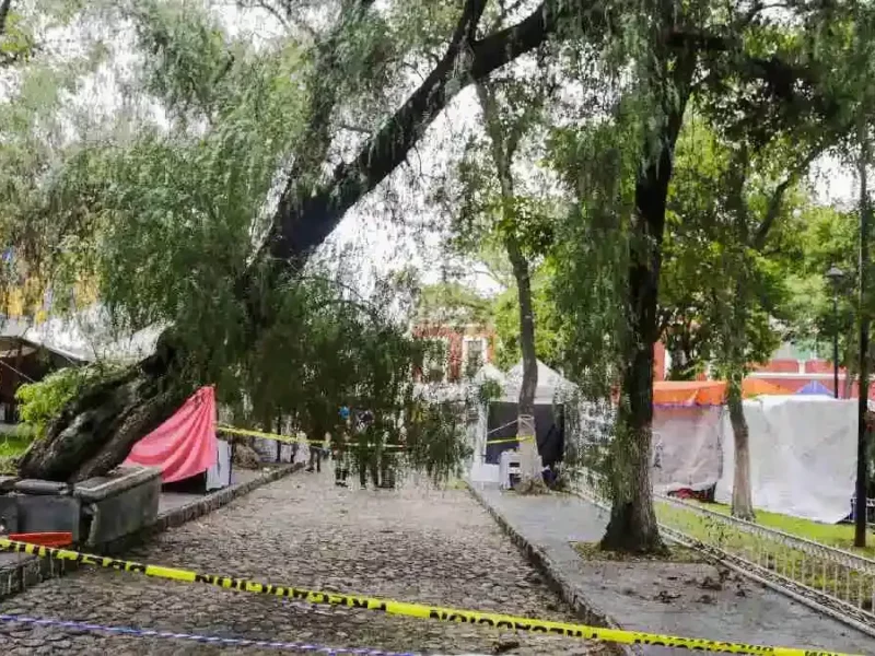 Ayuntamiento de Puebla detecta 3 mil árboles que deben ser derribados