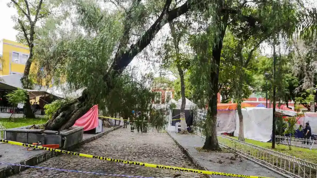Ayuntamiento de Puebla detecta 3 mil árboles que deben ser derribados