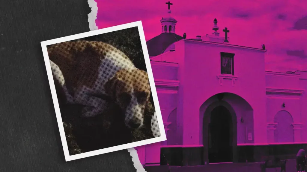 Calcinan a seis cachorros de “Chichi”, perrita comunitaria de San Juan Calvario, San Pedro Cholula