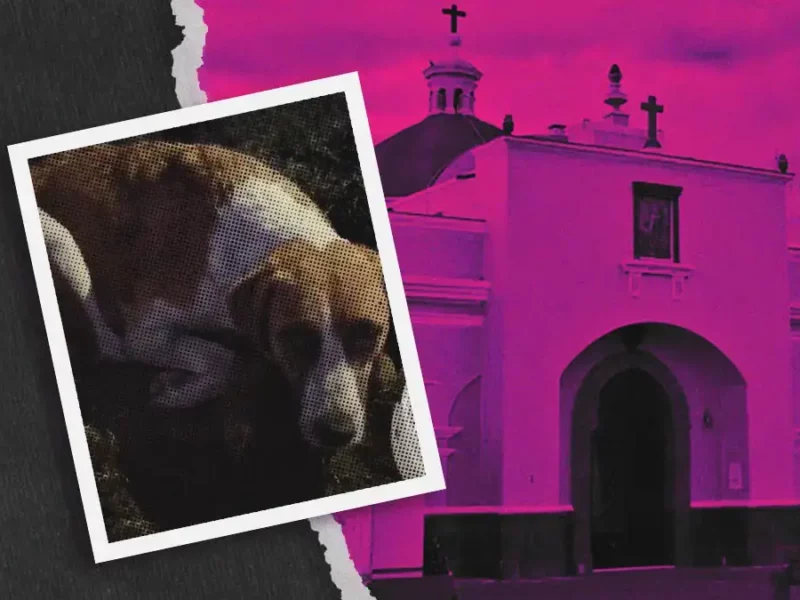 Calcinan a seis cachorros de “Chichi”, perrita comunitaria de San Juan Calvario, San Pedro Cholula