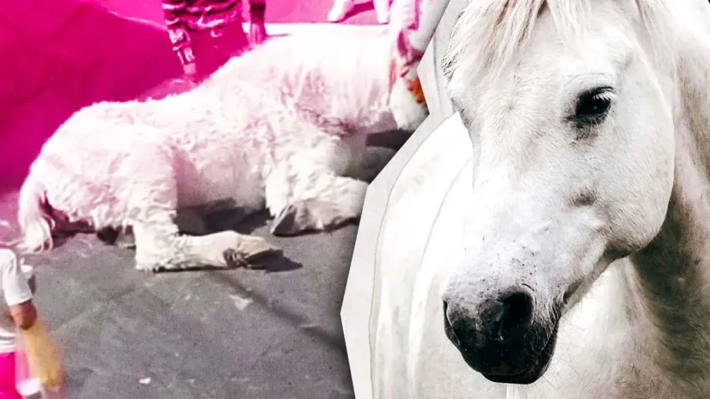 Caballo se desplomó en Atlixco ante altas temperaturas y esfuerzo; paseaba a quinceañera en calandria