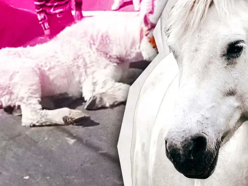 Caballo se desplomó en Atlixco ante altas temperaturas y esfuerzo; paseaba a quinceañera en calandria