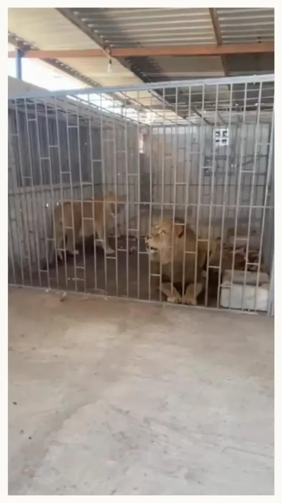 FGR y Profepa rescatan a dos leones tras operativo en Oriental, Puebla