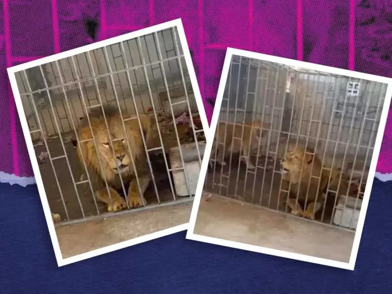 FGR y Profepa rescatan a dos leones tras operativo en Oriental, Puebla