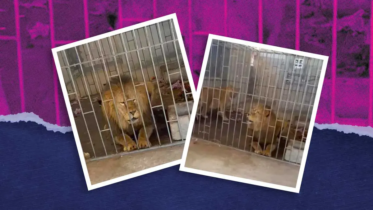 FGR y Profepa rescatan a dos leones tras operativo en Oriental, Puebla