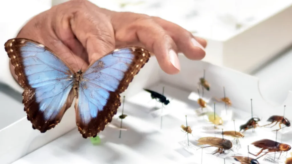 ICUAP posee la colección de insectos más grande de Puebla