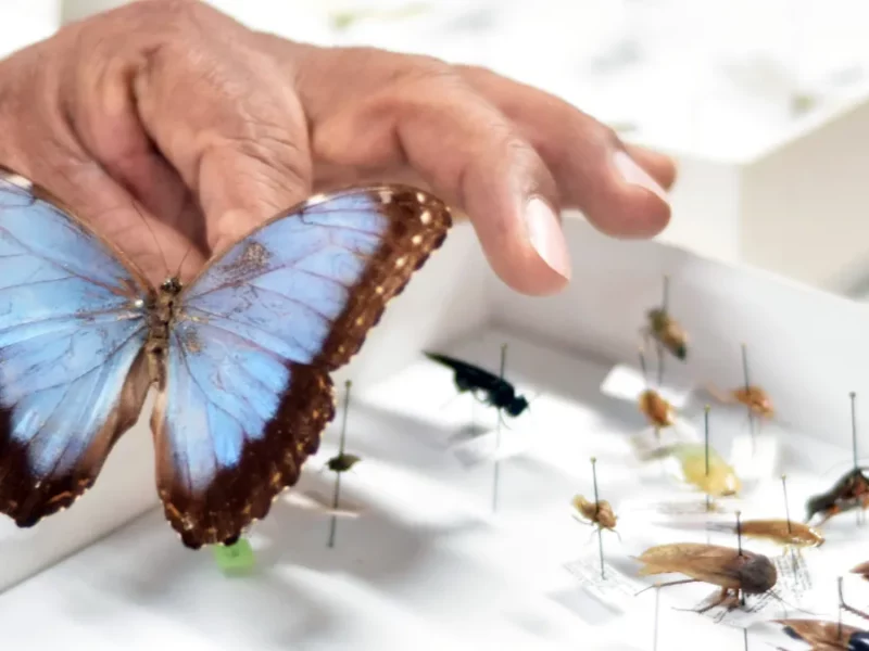 ICUAP posee la colección de insectos más grande de Puebla