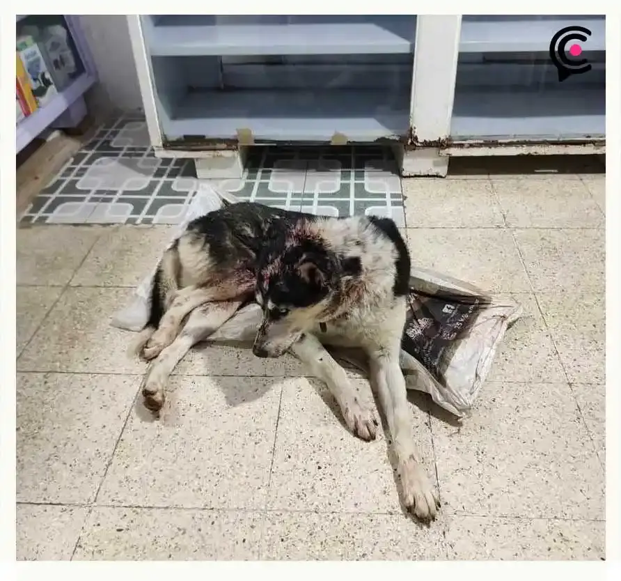 Ayuntamiento de Zacapoaxtla investiga ataque a machetazos contra varios perros en San Francisco Zacapexpan