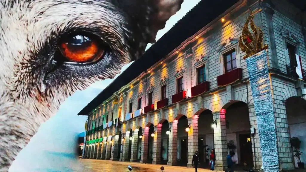 Ayuntamiento de Zacapoaxtla investiga ataque a machetazos contra varios perros en San Francisco Zacapexpan 