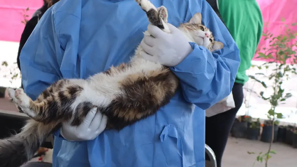 Con éxito continúan las Jornadas de Protección Animal en la capital de Puebla