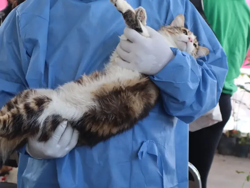 Con éxito continúan las Jornadas de Protección Animal en la capital de Puebla