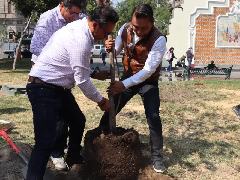 Celebra Gobierno de la Ciudad el 26 de enero como Día Municipal del Árbol Urbano