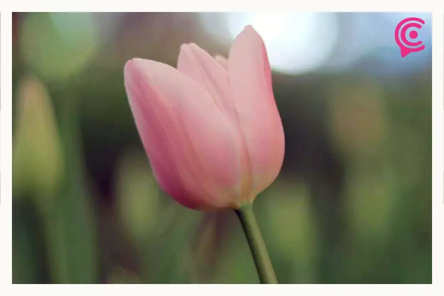 Tulipán Holandés retoña en Atlixco este 2025; productores tendrán precios desde 40 pesos