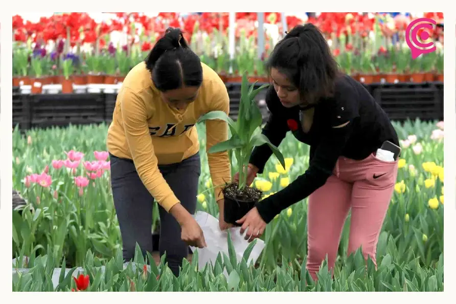 Tulipán Holandés retoña en Atlixco este 2025; productores tendrán precios desde 40 pesos