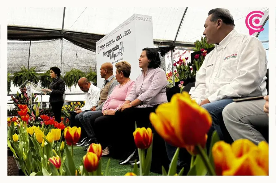 Tulipán Holandés retoña en Atlixco este 2025; productores tendrán precios desde 40 pesos