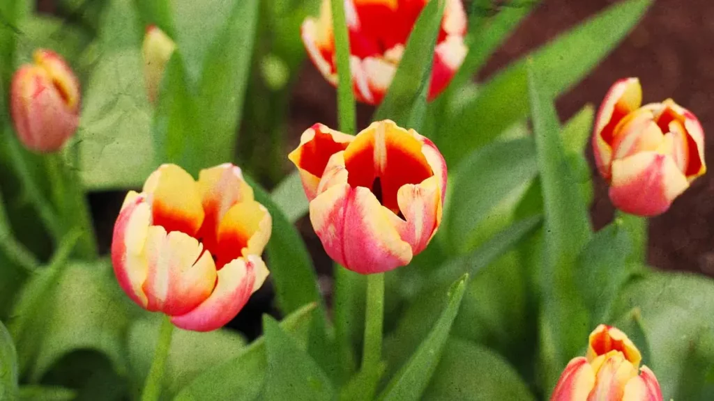 Tulipán Holandés retoña en Atlixco este 2025; productores tendrán precios desde 40 pesos