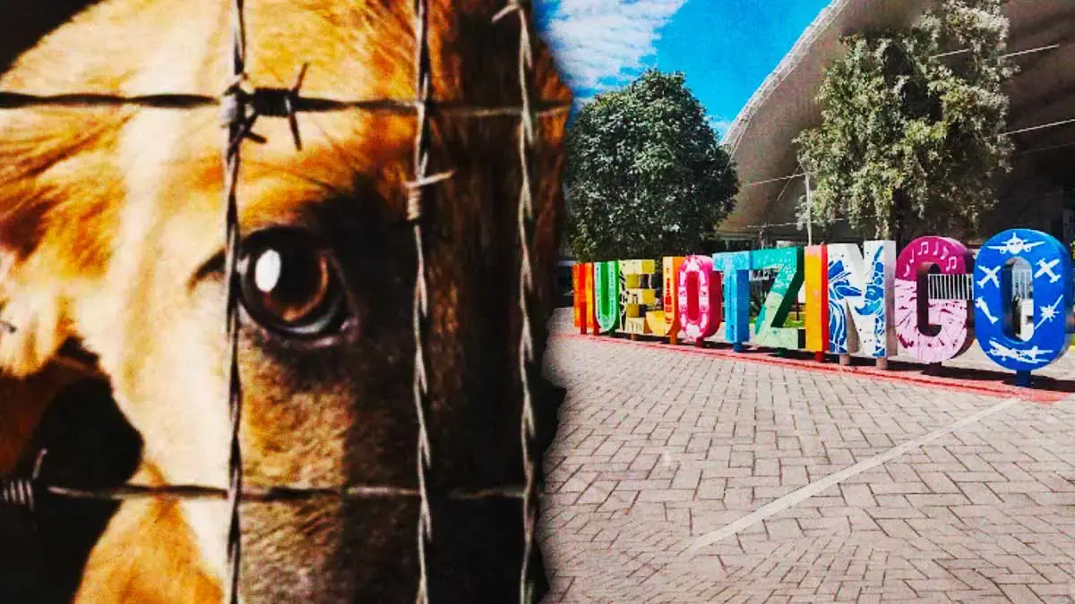 Centro de Seres Sintientes logra la primera vinculación a proceso por crueldad animal en Huejotzingo