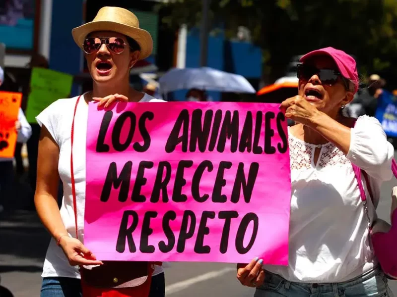 Anuncian “Marcha Ciudadana Nacional por el Derecho de los Animales”; Puebla participará desde “El Gallito”