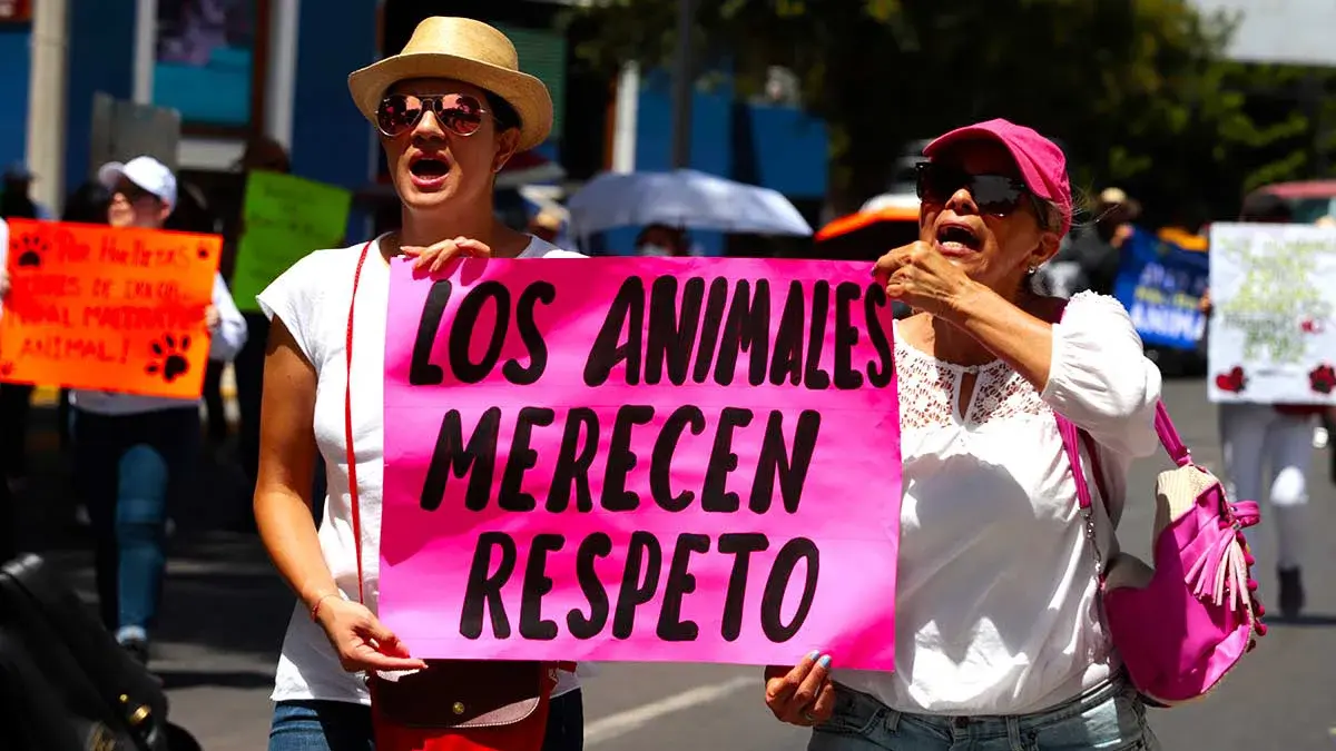 Anuncian “Marcha Ciudadana Nacional por el Derecho de los Animales”; Puebla participará desde “El Gallito”