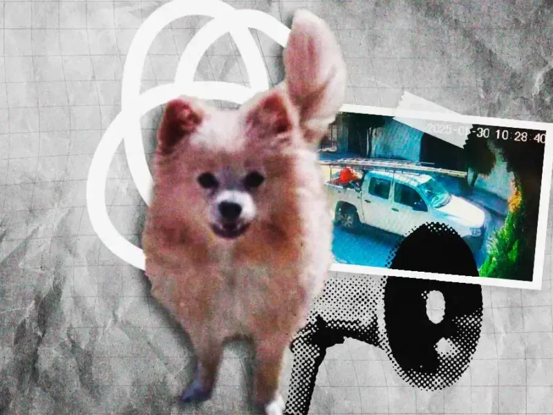 Se roban al perro Rocket en Totimehuacan, Puebla, y lo devuelven sin vida a su familia
