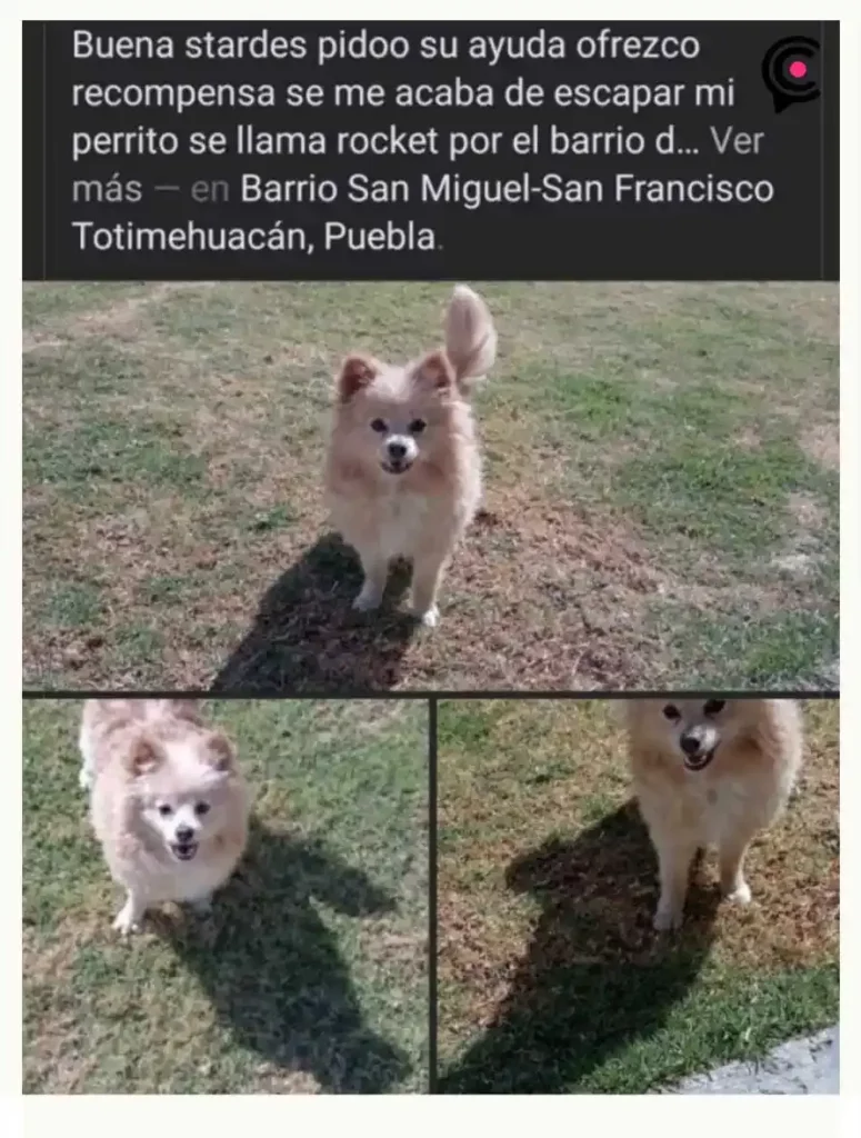 Se roban al perro Rocket en Totimehuacan, Puebla, y lo devuelven sin vida a su familia