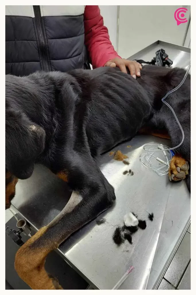 Ayuntamiento de Zacatlán rescata a perros en desnutrición extrema; uno estaba muerto  