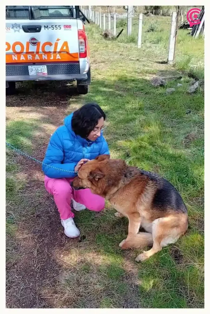 Ayuntamiento de Zacatlán rescata a perros en desnutrición extrema; uno estaba muerto  