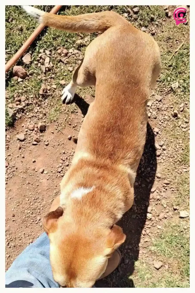 Ayuntamiento de Zacatlán rescata a perros en desnutrición extrema; uno estaba muerto  