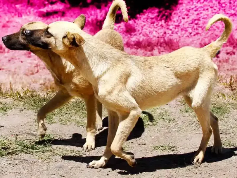 Ayuntamiento de Zacatlán rescata a perros en desnutrición extrema; uno estaba muerto  