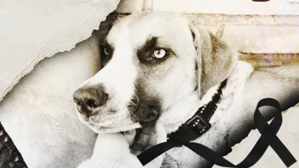 Fallece “ChiChi”, la perrita que perdió a sus cachorros en un incendio de Cholula