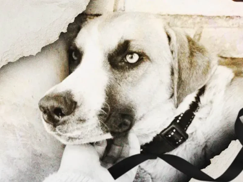 Fallece “ChiChi”, la perrita que perdió a sus cachorros en un incendio de Cholula