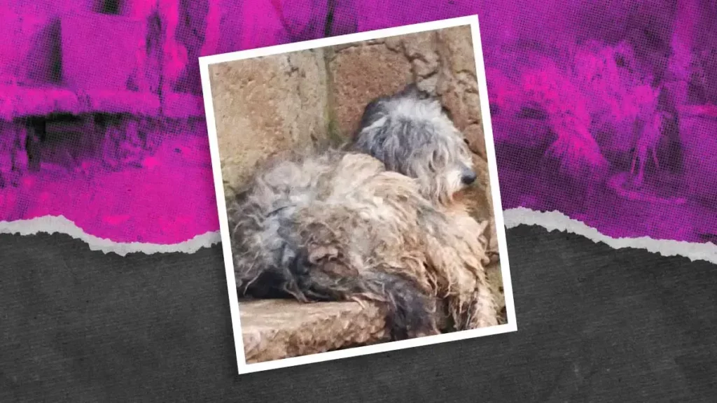 Denuncian crueldad animal contra perro en Xicotepec, Puebla; lleva tres años amarrado a la intemperie