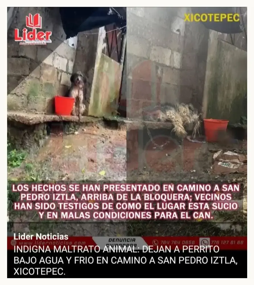 Denuncian crueldad animal contra perro en Xicotepec, Puebla; lleva tres años amarrado a la intemperie