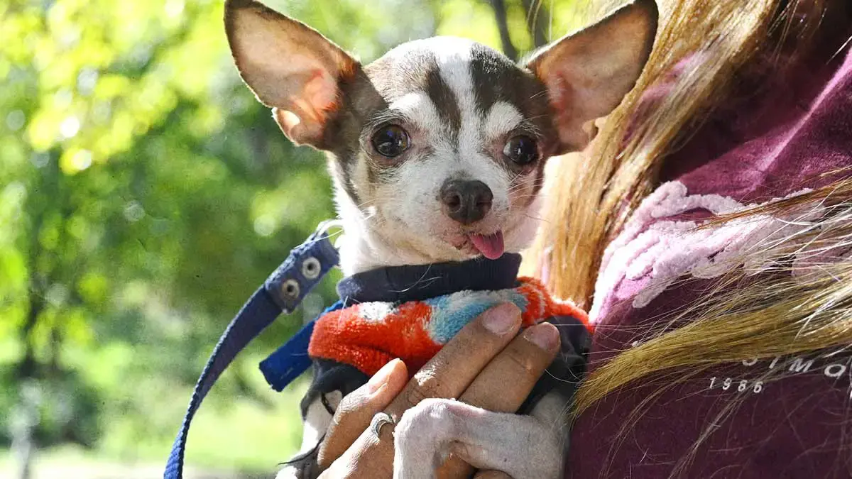 Especialistas de la Upaep invitan a no regalar mascotas en 14 de febrero