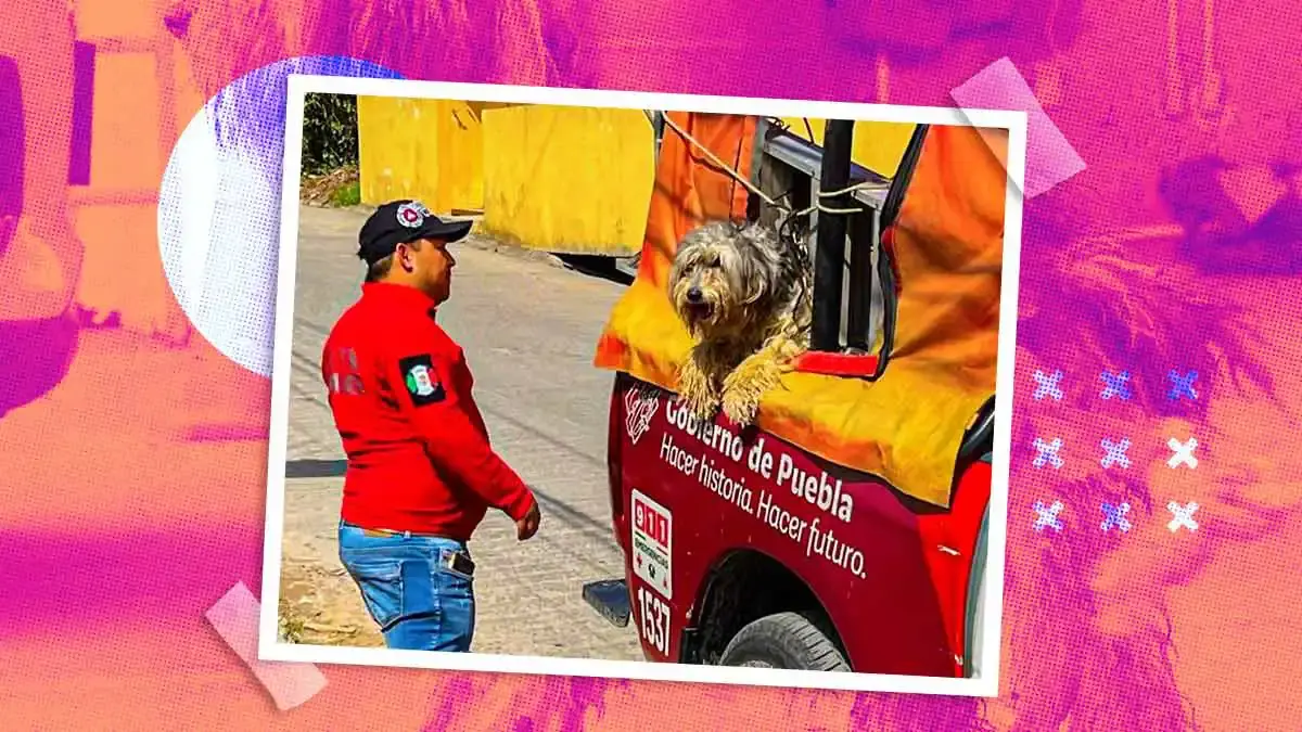 Rescatan a “Huesos”, el perro que vivió más de tres años amarrado en Xicotepec, Puebla