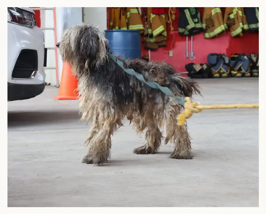Rescatan a “Huesos”, el perro que vivió más de tres años amarrado en Xicotepec, Puebla