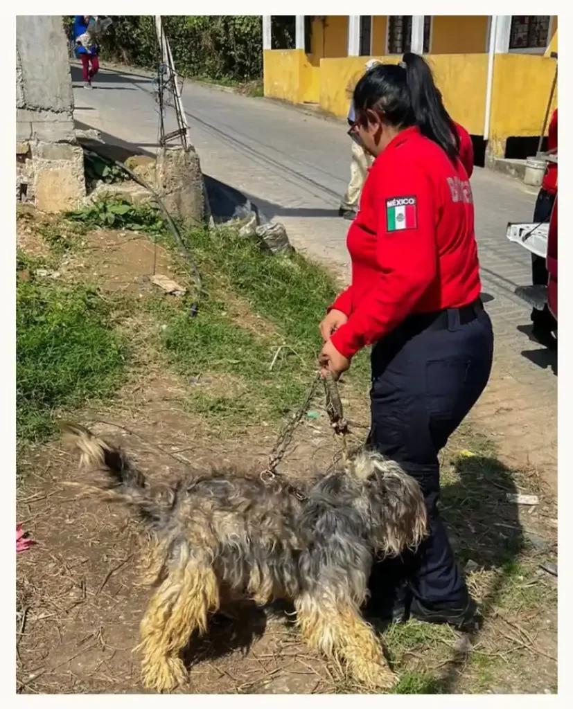 Rescatan a “Huesos”, el perro que vivió más de tres años amarrado en Xicotepec, Puebla